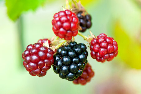 Red and Black Blackberries on the stem photo