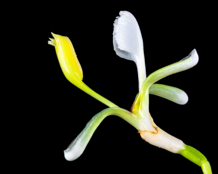 Blossom bloom white yellow