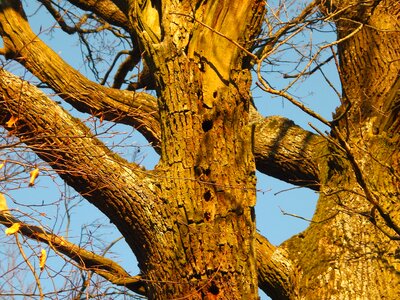 Tribe bark oak photo