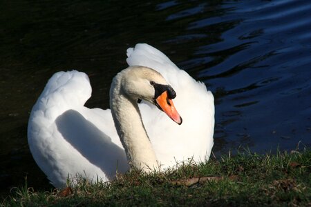 Bird mute swan duck bird