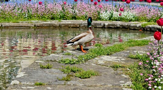 Garden tulips bird photo