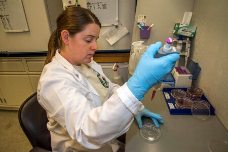 Worker doing in-vitro culture of freshwater mussels-1