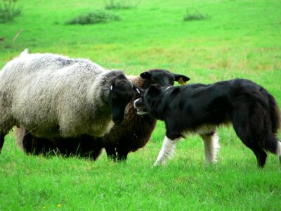 Bearing sheep stock