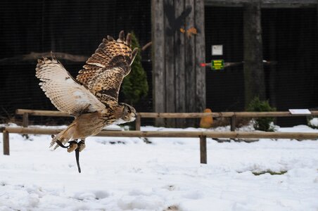 Bird raptor bill