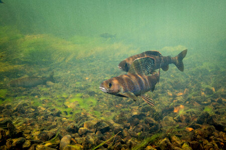 Arctic grayling photo