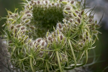 Beautiful Flowers biology blooming