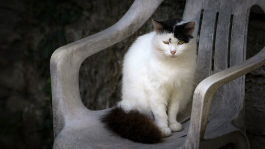 Black White Cat Chair photo