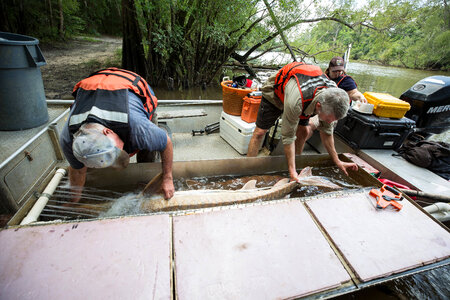 Biologist with gulf sturgeon on the Choctawhatchee River-1