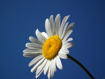 Flowers day sky