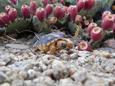 Desert desert tortoise image