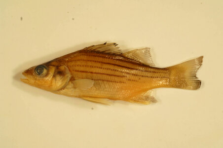 Morone mississippiensis-2