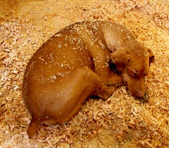 Brown animal canine photo