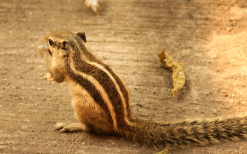 Squirrel Sitting photo