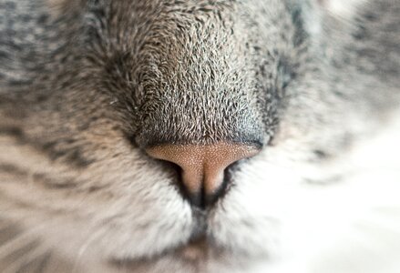 Cat Nose Closeup photo