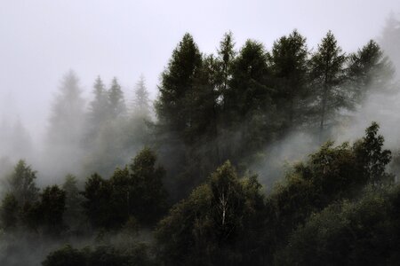 3 Fog forest gray photo