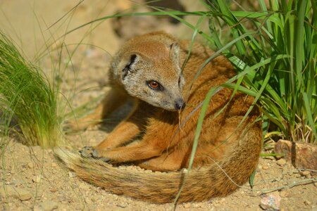 Mammal small fur