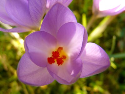 Close up macro flowers photo