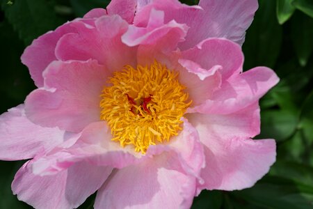 Bloom flora nature