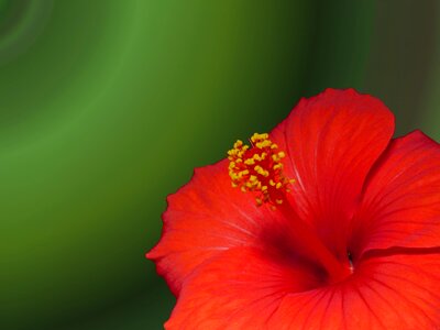 Beautiful Flowers beautiful photo bloom