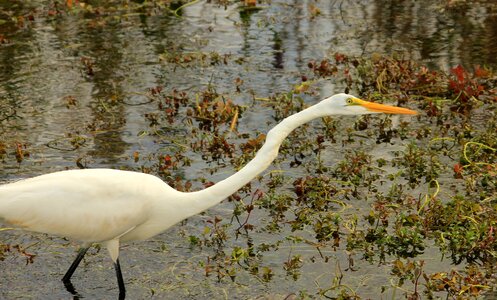 Wings feather wildlife photo