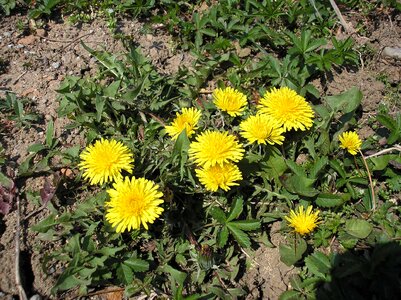 Dandelion meadow weed
