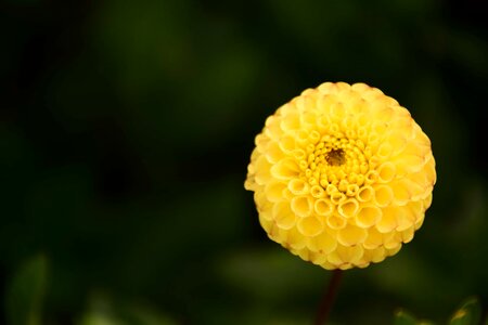 Beautiful Flowers blooming blossom