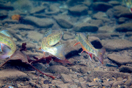 Brook trout-3