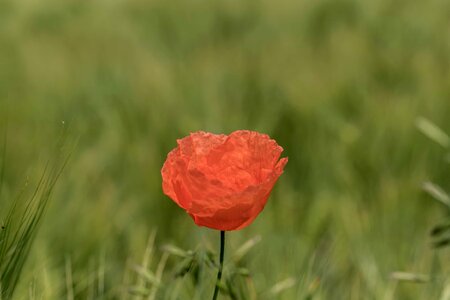 Beautiful Flowers biology blooming