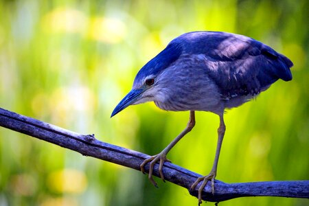 Animal avian beak