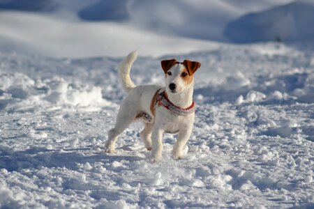 Jack russell dog model mountain