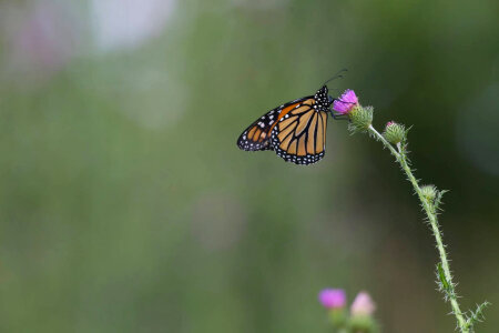 Monarch butterfly-2 photo