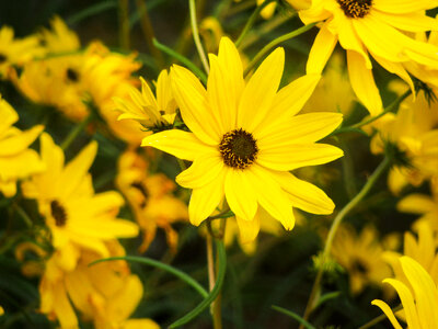 Yellow Flower photo