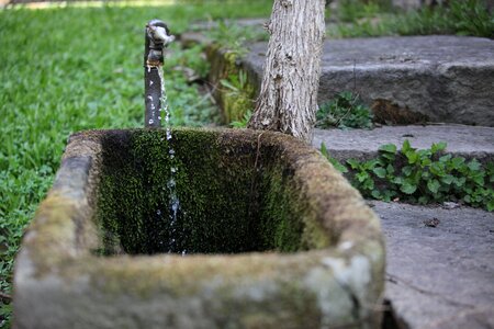 Grander moss drip