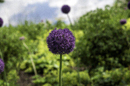Purple Flower in the Chicago Botanical Gardens