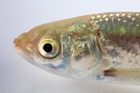 Grass Carp Juvenile-2