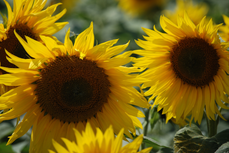 Flower sunflower seed floral