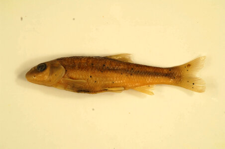 Nocomis platyrhynchus-3