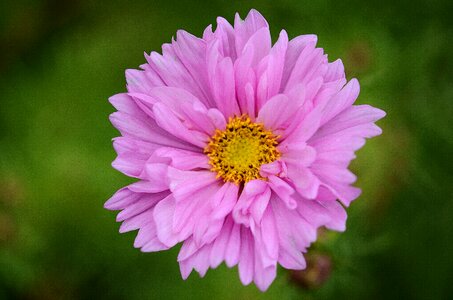 Nature garden macro