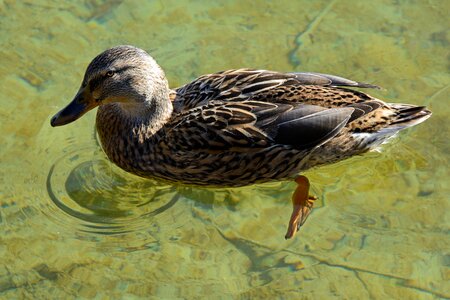 Water bird plumage ducks photo