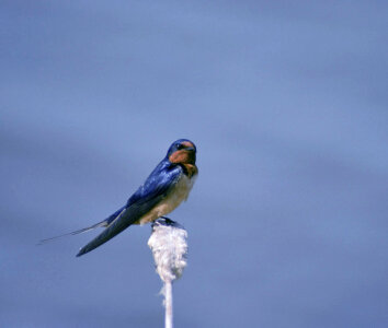 Barn swallow-4 photo