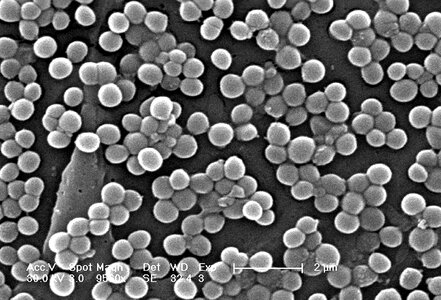 Bacteria methicillin 