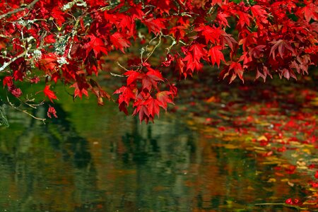 Fall colorful trees photo