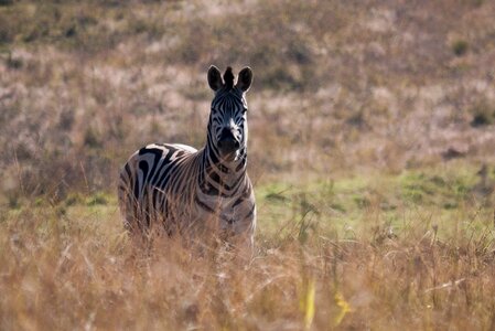Zebra africa wild life