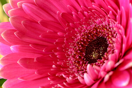 Pink Flower Macro photo