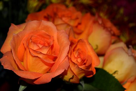 Floral plants natural