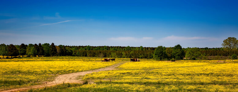 Farm Landscape with Yellow Flowers, Alabama photo