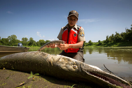 Alligator gar-1