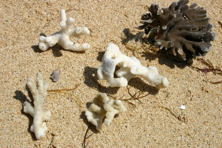 Coral on the sand