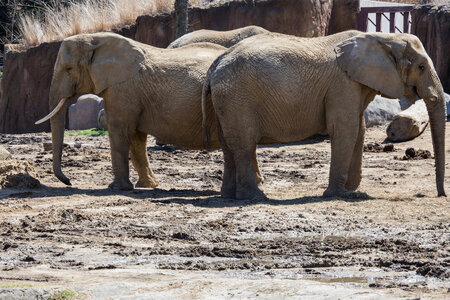 Two african elephants photo