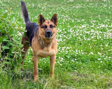 Animal canine carnivore photo